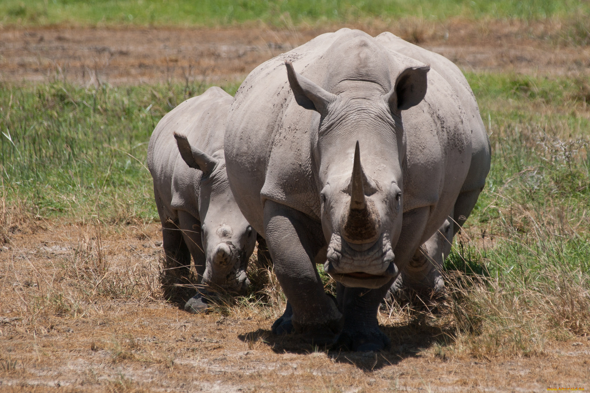 Страна носорогов. Семейство носороговых. Животные саванны носорог. Индийский носорог. Семья Носорогов.